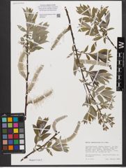Foto von Salix xanthicola K. I. Chr.